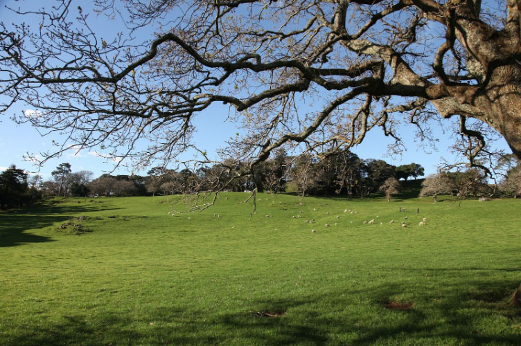 Picnic at Cornwall Park