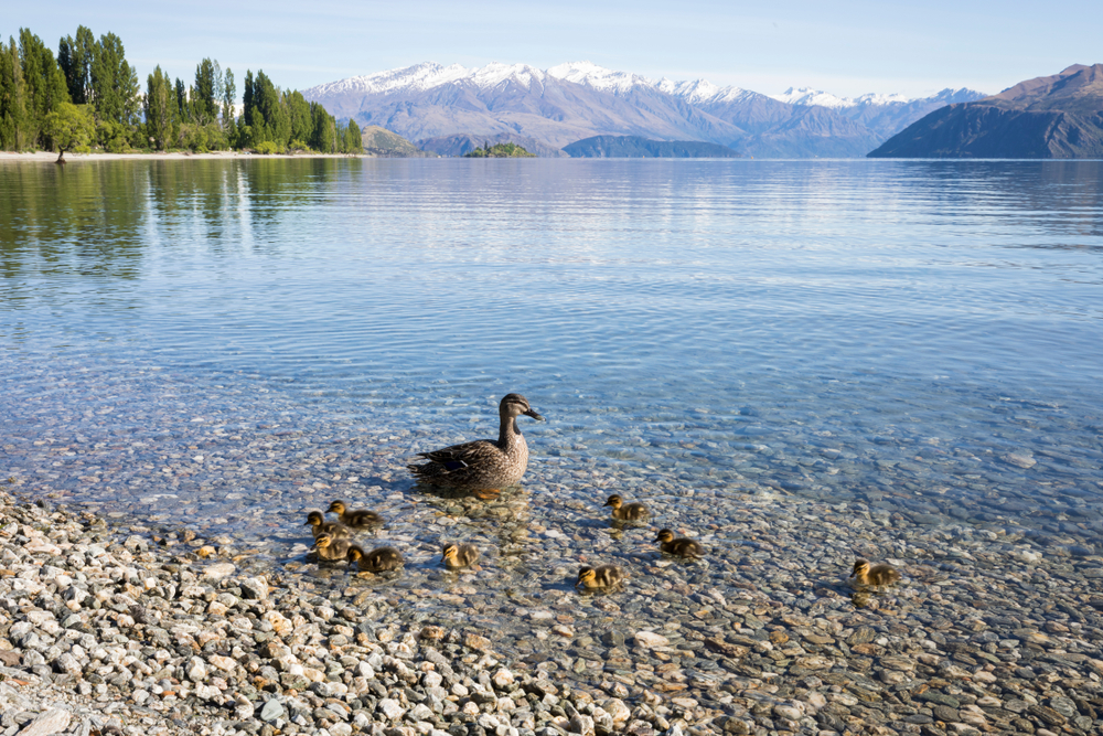 Ducks swimming in lake Wanaka