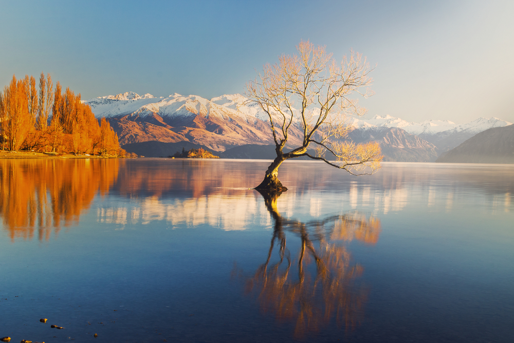 That Wanaka Tree in Autumn