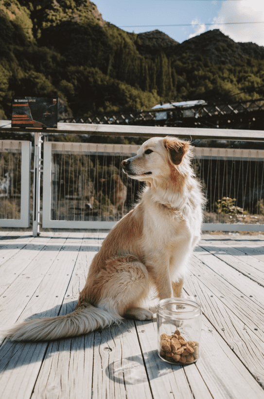 Pet-Friendly Businesses in Queenstown