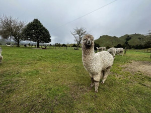 North Island Winter Long Weekend Itinerary - Nevalea Alpacas