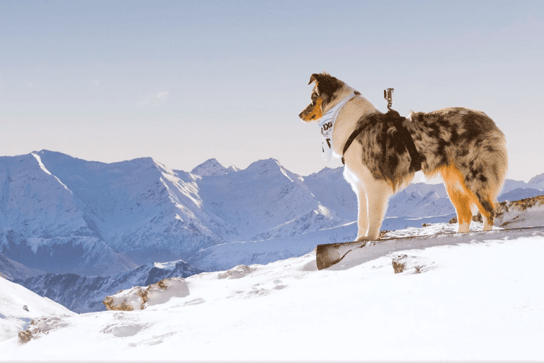 Coronet Peak Dog Derby